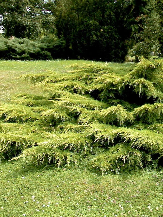 Juniperus Media 'Pfitzeriana Aurea', Gelber Pfitzer-Wacholder 1 Juniperus Media 'Pfitzeriana Aurea', Gelber Pfitzer-Wacholder