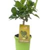 Limettenbaum 'Kaffir-Limette' - Lime Time®