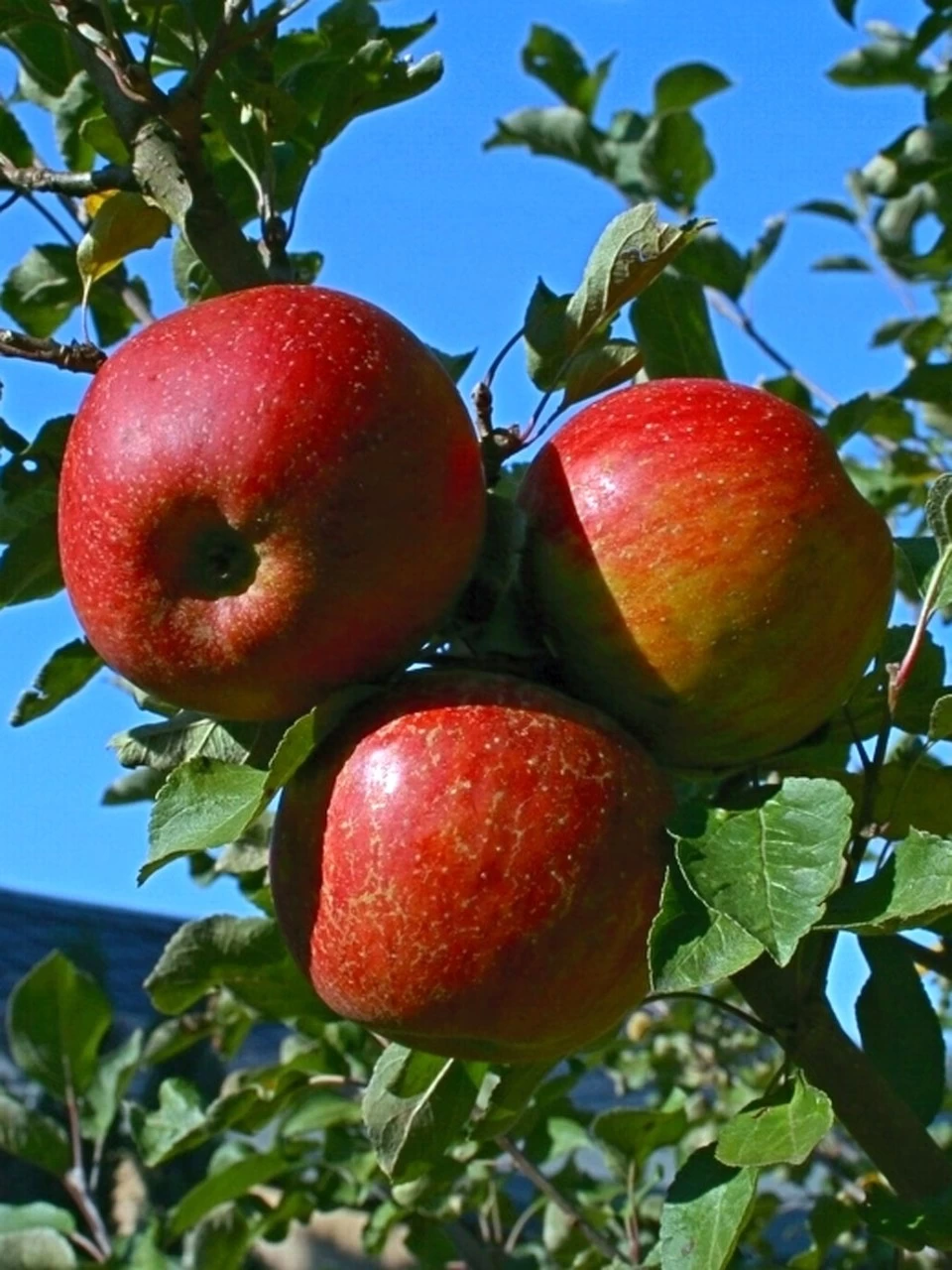 Apfel Kaiser Wilhelm 2 Apfel Kaiser Wilhelm – Bild 2