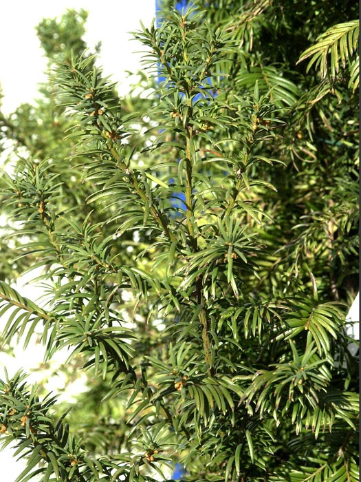 Taxus Baccata 'Overeynderi' 2 Taxus Baccata 'Overeynderi' – Bild 2