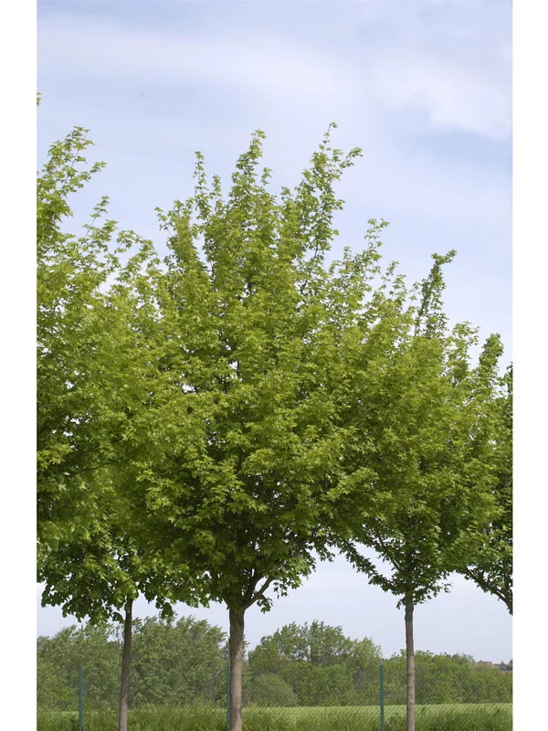 Acer Campestre 'Elsrijk', Kegel-Feldahorn - Hochstamm 1 Acer Campestre 'Elsrijk', Kegel-Feldahorn - Hochstamm