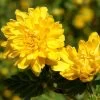 Kerria Japonica 'Pleniflora', Gefüllter Ranunkelstrauch
