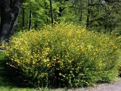 Kerria Japonica 'Pleniflora', Gefüllter Ranunkelstrauch 3 Kerria Japonica 'Pleniflora', Gefüllter Ranunkelstrauch -Gartengrün -Pflanze kerria pleniflora55599ea268fd7 1280x1280