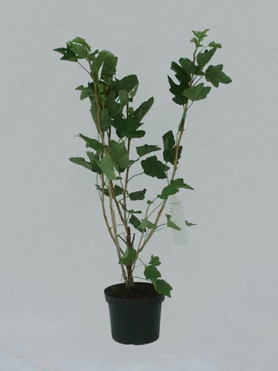 Johannisbeere 'Kieroyal'® 2 Johannisbeere 'Kieroyal'® – Bild 2