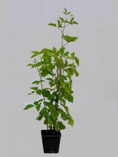 Brombeere 'Lubera® Kiowa' (S) 2 Brombeere 'Lubera® Kiowa' (S) – Bild 2