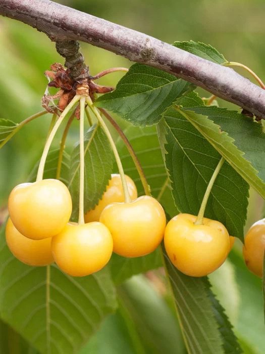 Süßkirsche Dönissens Gelbe 1 Süßkirsche Dönissens Gelbe