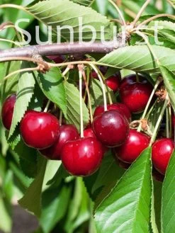 Duo-Kirschbaum - Hedelfinger Riesenkirsche Und Sunburst -Gartengrün -Pflanze kirsche sunburst 2 1280x1280