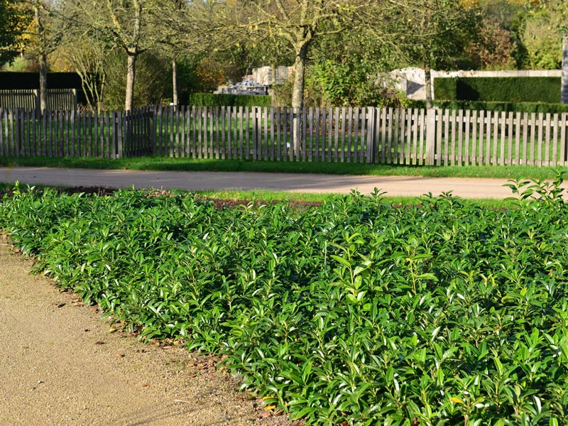 Prunus Laurocerasus 'Mount Vernon', Bodendecker-Kirschlorbeer 3 Prunus Laurocerasus 'Mount Vernon', Bodendecker-Kirschlorbeer – Bild 3