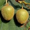 Selbstfruchtbare Kiwi 'Jenny'