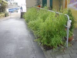 Fargesia Murielae 'Bimbo', Kleiner Gartenbambus 3 Fargesia Murielae 'Bimbo', Kleiner Gartenbambus -Gartengrün -Pflanze kleiner gartenbambus 1280x1280