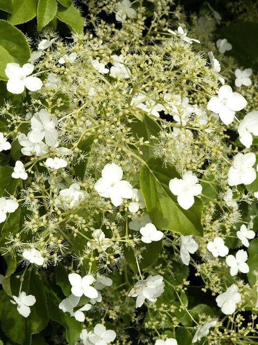 Hydrangea Petiolaris, Kletterhortensie 1 Hydrangea Petiolaris, Kletterhortensie