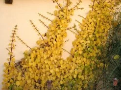 Hydrangea Petiolaris, Kletterhortensie 7 Hydrangea Petiolaris, Kletterhortensie -Gartengrün -Pflanze kletterhortensie 1280x1280