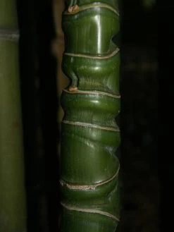 Phyllostachys Aurea, Gelber Bambus -Gartengrün -Pflanze knotenbambus 1280x1280