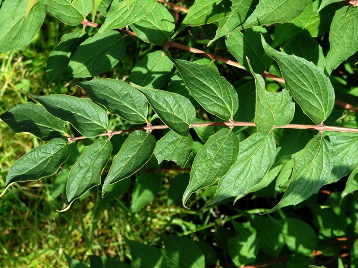 Kolkwitzia Amabilis, Kolkwitzie, Perlmuttstrauch 2 Kolkwitzia Amabilis, Kolkwitzie, Perlmuttstrauch – Bild 2