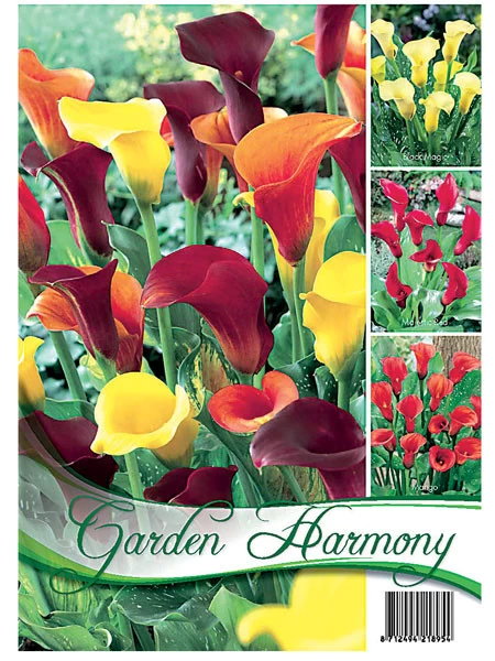 Kollektion Calla In Orange Und Gelb (Art.Nr. 522618) 1 Kollektion Calla In Orange Und Gelb (Art.Nr. 522618)