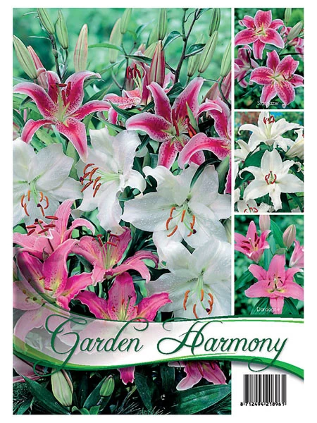 Kollektion Lilien In Rosa Und Weiß (Art.Nr. 522619) 1 Kollektion Lilien In Rosa Und Weiß (Art.Nr. 522619)