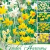 Kollektion Botanische Narzissen Zum Verwildern (Art.Nr. 598216)