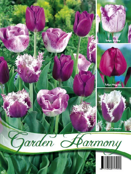 Kollektion Purpur Tulpen (Art.Nr. 598214) 1 Kollektion Purpur Tulpen (Art.Nr. 598214)