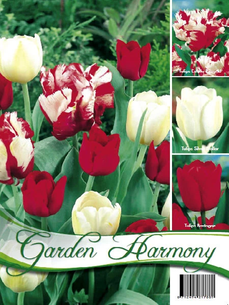 Kollektion Rote Und Weiße Tulpen (Art.Nr. 598210) 1 Kollektion Rote Und Weiße Tulpen (Art.Nr. 598210)