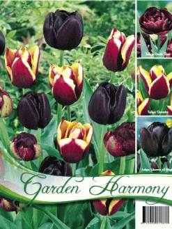 Kollektion Schwarze Tulpen (Art.Nr. 598202)