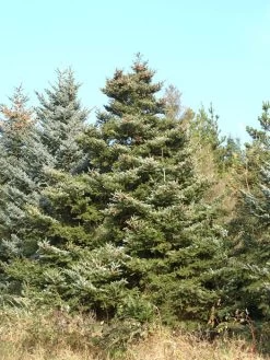 Abies Koreana, Korea-Tanne