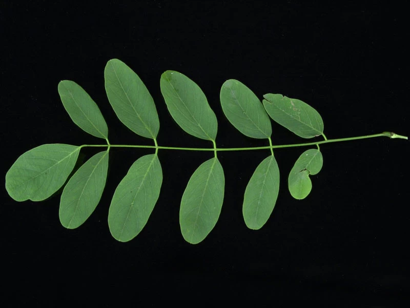 Robinia Pseudoacacia 'Tortuosa', Korkenzieher-Robinie 4 Robinia Pseudoacacia 'Tortuosa', Korkenzieher-Robinie – Bild 4