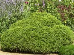 Picea Abies 'Little Gem', Kugel-Fichte, Kissen-Fichte 5 Picea Abies 'Little Gem', Kugel-Fichte, Kissen-Fichte -Gartengrün -Pflanze kugel fichte little gem 1280x1280