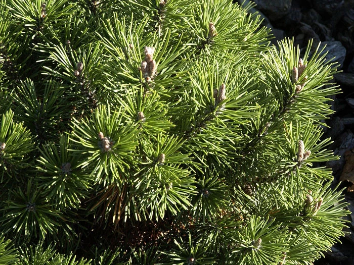 Pinus Mugo 'Mops', Kugel-Kiefer 2 Pinus Mugo 'Mops', Kugel-Kiefer – Bild 2