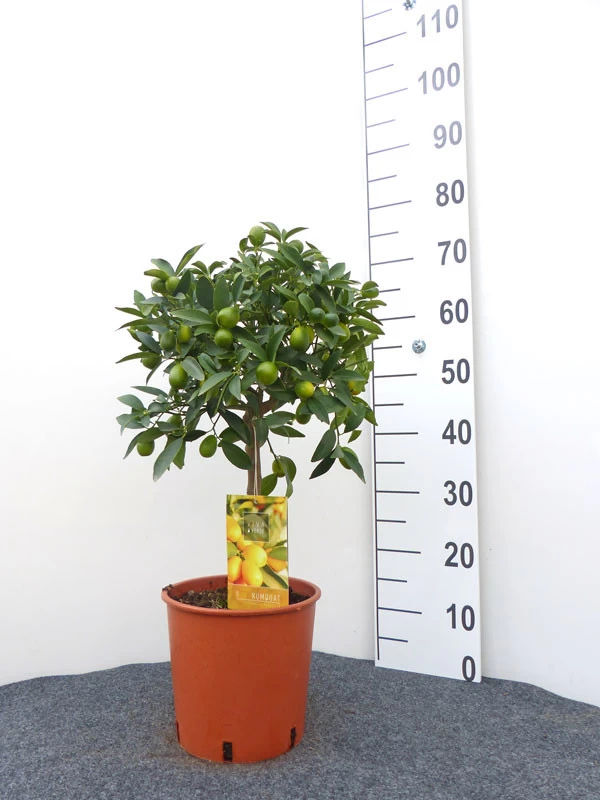 Citrus Fortunella Japonica Kumquat, Ei-Mandarine, Kumquat 1 Citrus Fortunella Japonica Kumquat, Ei-Mandarine, Kumquat