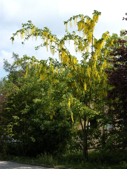 Laburnum Watereri 'Vossii', Edel-Goldregen 2 Laburnum Watereri 'Vossii', Edel-Goldregen – Bild 2