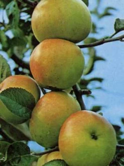 Apfel Landsberger Renette