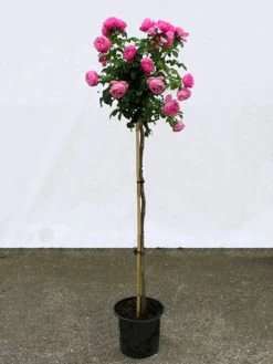 Rosen-Stämmchen Leonardo Da Vinci ® - Meilland 5 Rosen-Stämmchen Leonardo Da Vinci ® - Meilland -Gartengrün -Pflanze leonardo da vinci stamm 1280x1280