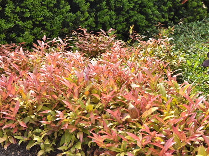 Leucothoe Walteri 'Scarletta' ®, Traubenheide, Traubenmyrte 2 Leucothoe Walteri 'Scarletta' ®, Traubenheide, Traubenmyrte – Bild 2