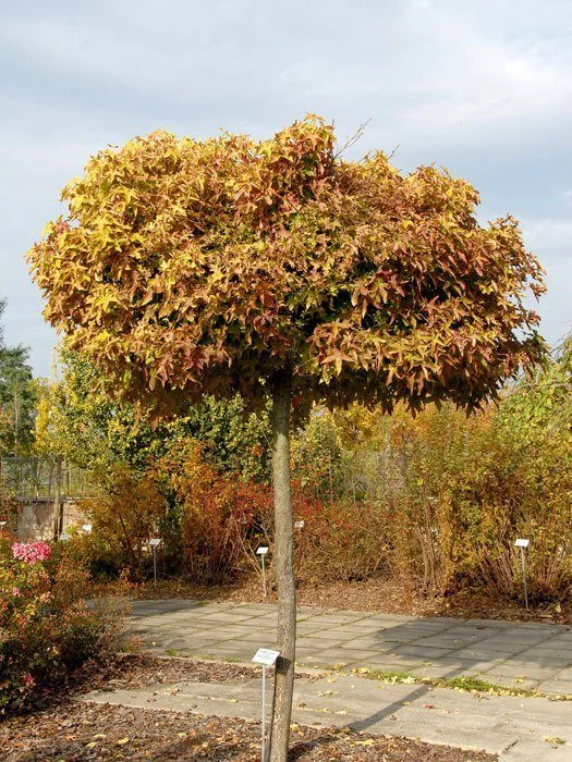Liquidambar Styraciflua Gumball, Kugel-Amberbaum - Hochstamm 2 Liquidambar Styraciflua Gumball, Kugel-Amberbaum - Hochstamm – Bild 2