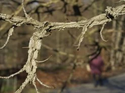 Liquidambar Styraciflua, Amberbaum 7 Liquidambar Styraciflua, Amberbaum -Gartengrün -Pflanze liquidambar styraciflua ast 1280x1280