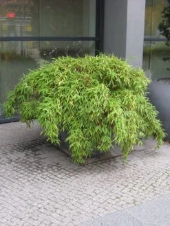 Fargesia Murielae 'Simba', Löwenbambus, Mähnenbambus 5 Fargesia Murielae 'Simba', Löwenbambus, Mähnenbambus -Gartengrün -Pflanze loewenbambus 1280x1280