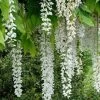 Wisteria Floribunda 'Longissima Alba', Blauregen