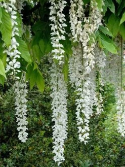 Wisteria Floribunda 'Longissima Alba', Blauregen