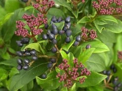 Viburnum Tinus, Lorbeer-Schneeball 5 Viburnum Tinus, Lorbeer-Schneeball -Gartengrün -Pflanze lorbeer schneeball 1280x1280