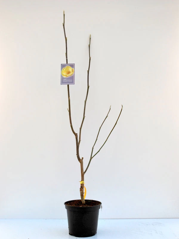 Magnolia 'Honey Tulip', Magnolie 2 Magnolia 'Honey Tulip', Magnolie – Bild 2