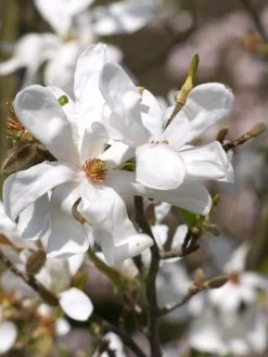 Magnolia Loebneri 'Merrill', Sternmagnolie