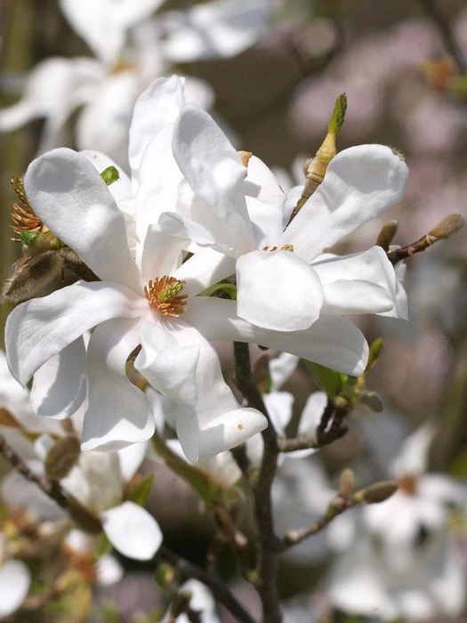 Magnolia Loebneri 'Merrill', Sternmagnolie 1 Magnolia Loebneri 'Merrill', Sternmagnolie