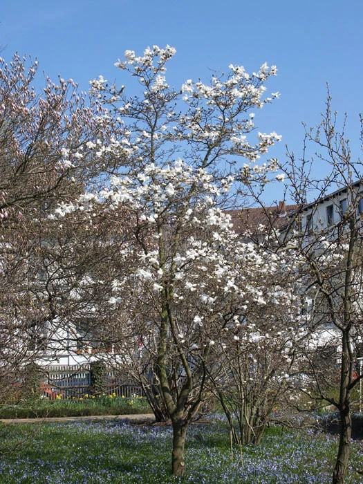 Magnolia Loebneri 'Merrill', Sternmagnolie 2 Magnolia Loebneri 'Merrill', Sternmagnolie – Bild 2