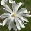 Magnolia Stellata 'Royal Star', Sternmagnolie