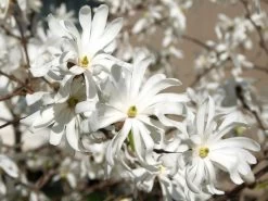 Magnolia Stellata 'Royal Star', Sternmagnolie 4 Magnolia Stellata 'Royal Star', Sternmagnolie -Gartengrün -Pflanze magnolie royal star pflanze 1280x1280