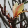 Magnolia 'Sunsation', Magnolie