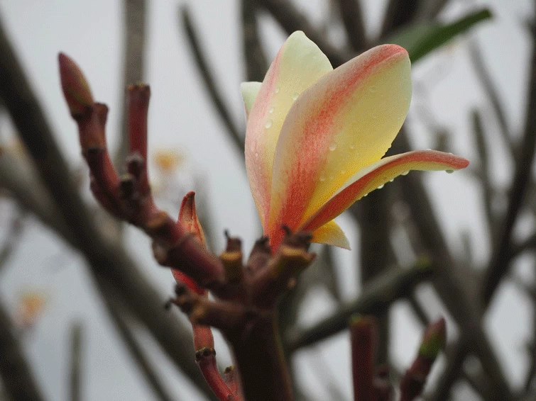 Magnolia 'Sunsation', Magnolie 1 Magnolia 'Sunsation', Magnolie