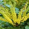 Mahonia Media 'Winter Sun', Mahonie