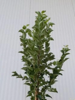 Malus Evereste, Zierapfel - Hochstamm 11 Malus Evereste, Zierapfel - Hochstamm -Gartengrün -Pflanze malus evereste krone55599d089afb8 1280x1280