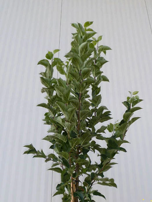 Malus Evereste, Zierapfel - Hochstamm 6 Malus Evereste, Zierapfel - Hochstamm – Bild 6